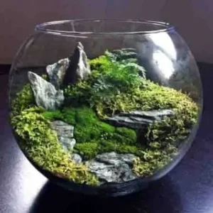 TERRARIUM PLANTS