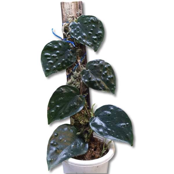 Scindapsus black mamba