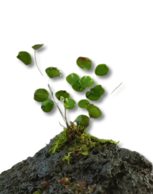 Adiantum mariesii (Micro fern)