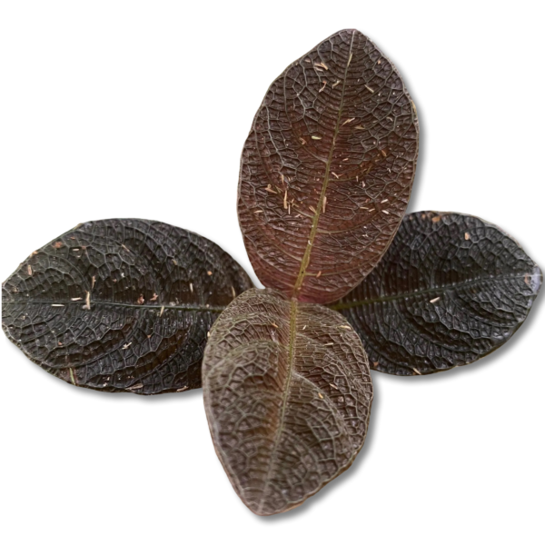 Cosmianthemum Sp Brown