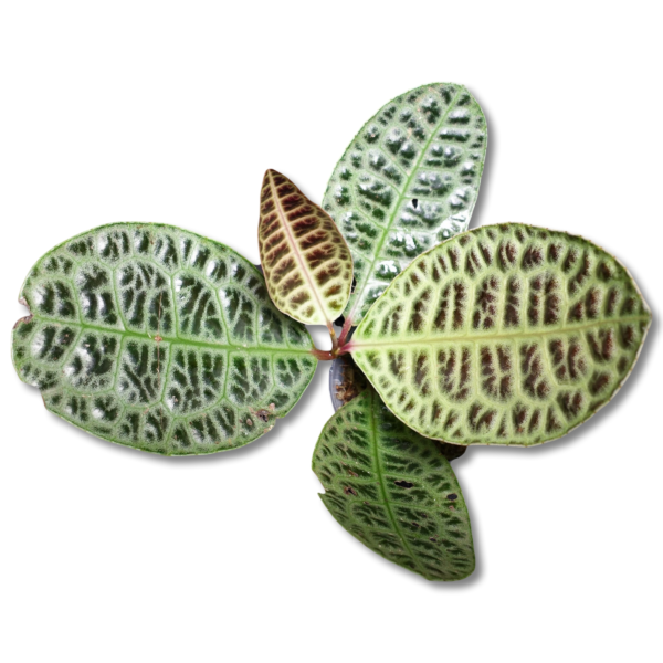 Labisia turtle back {small)