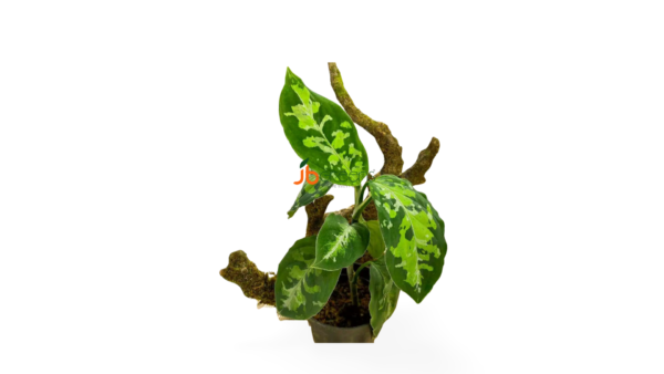 Aglaonema Pictum Tricolor
