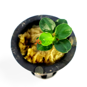 Anubias Black