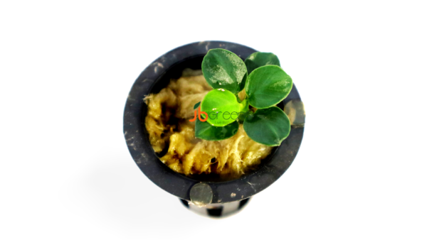Anubias Black