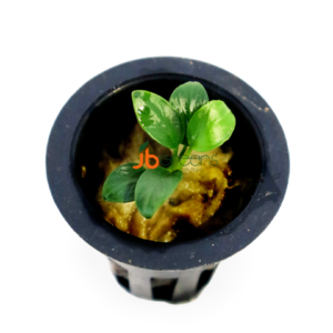 Anubias Petite