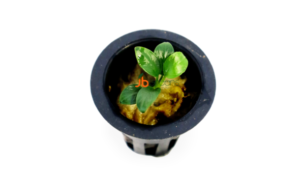 Anubias Petite