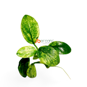 Anubias Pinto