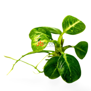 Anubias Stardust