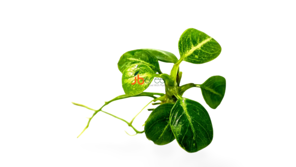 Anubias Stardust