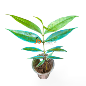 Ardisia Sp. Blue
