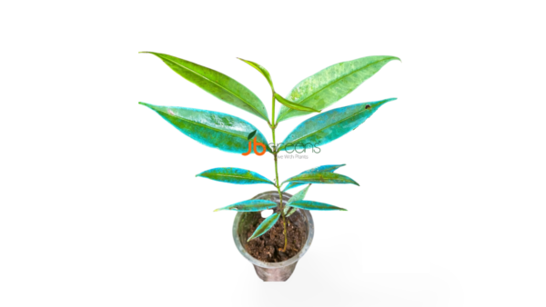 Ardisia Sp. Blue