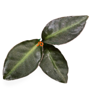 Ardisia sp. Raun