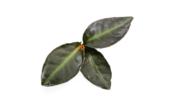 Ardisia sp. Raun