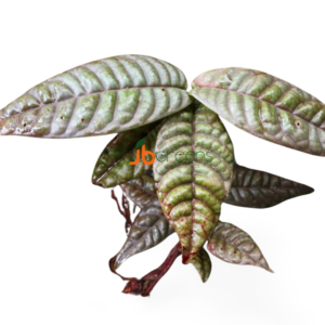 Ardisia sp. Sumatra