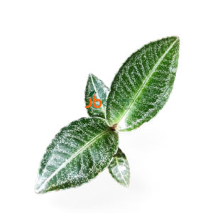 Ardisia sp. Sumbar