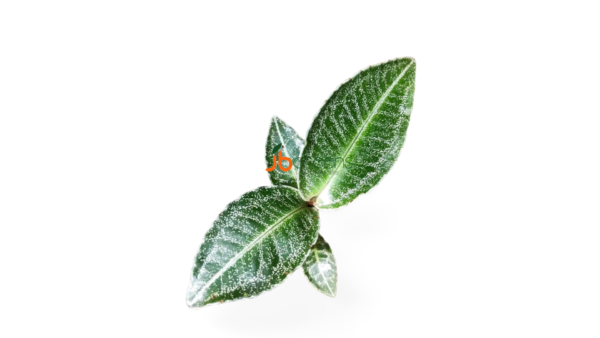 Ardisia sp. Sumbar