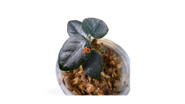 Argostemma sp Black
