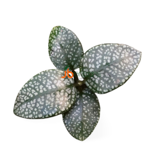 Argostemma sp. Diamond Leaf