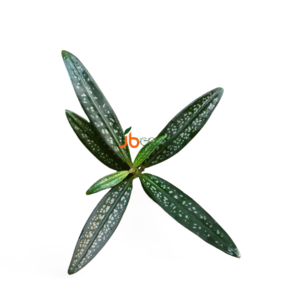 Argostemma sp. Kapuas Hulu