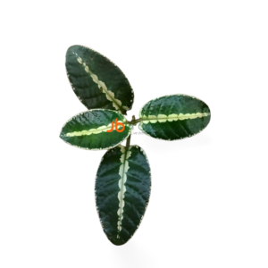 Argostemma sp. Light Green