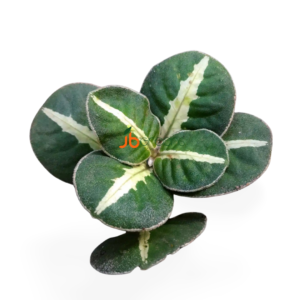 Argostemma sp. Round leaf