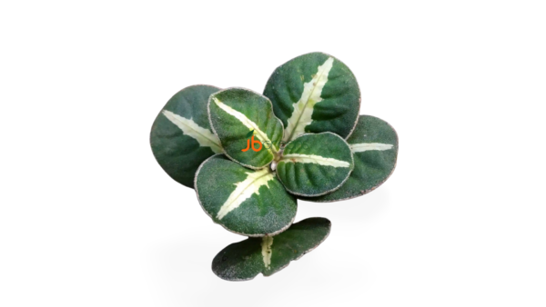 Argostemma sp. Round leaf