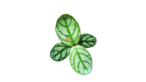 Argostemma sp. Sanggau