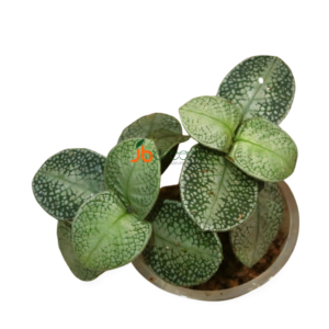 Argostemma sp. Snake White