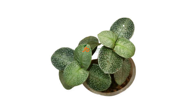 Argostemma sp. Snake White