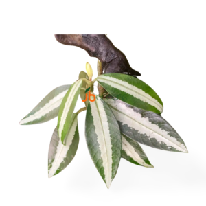 Argostemma sp. White Green