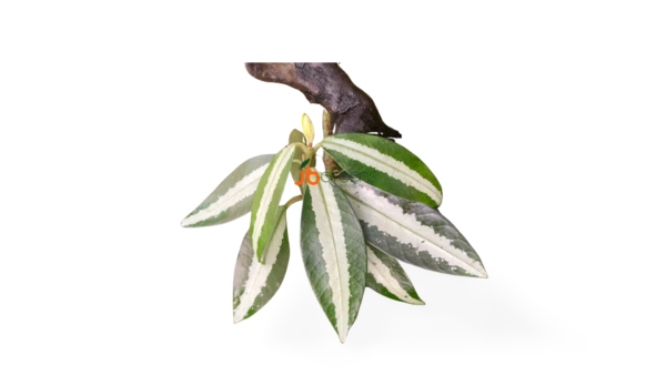 Argostemma sp. White Green