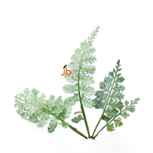 Asplenium Thunbergii
