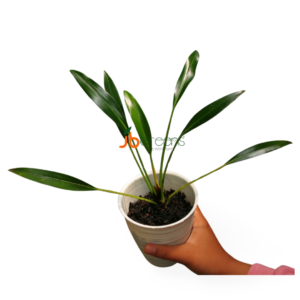 Bakoa Lucens