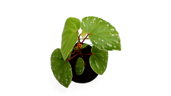 Begonia Acidulenta
