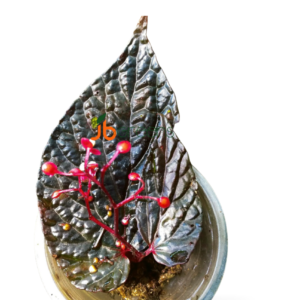 Begonia Daun Hitam