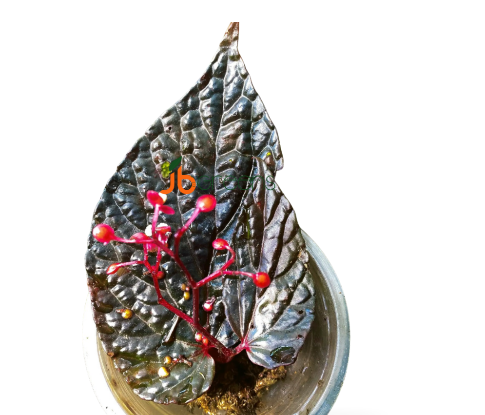 Begonia Daun Hitam