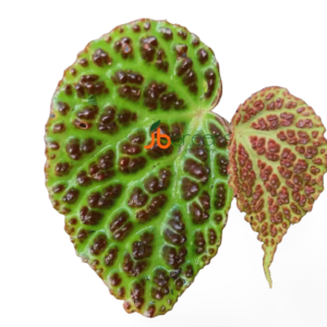 Begonia Dracopelta Ardi