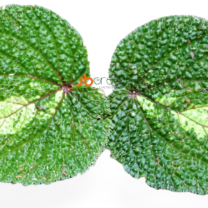 Begonia Green Velvet