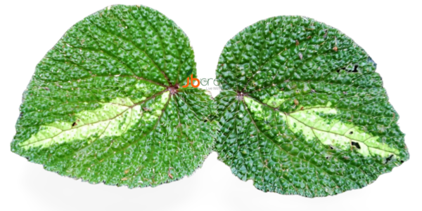 Begonia Green Velvet