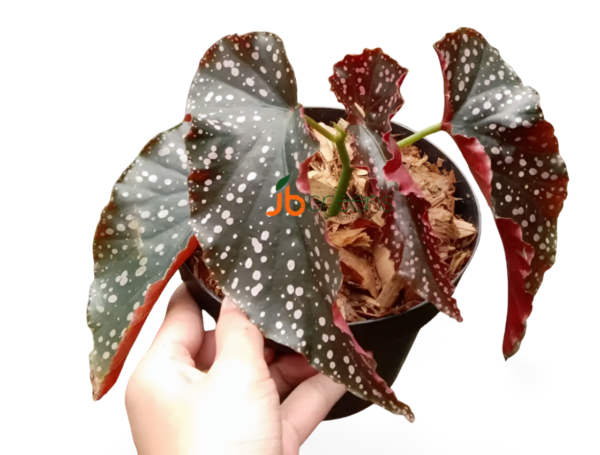 Begonia Maculata Raddi. Mocca