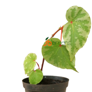 Begonia Sp. Lidi