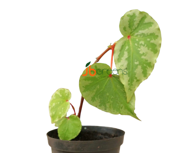 Begonia Sp. Lidi
