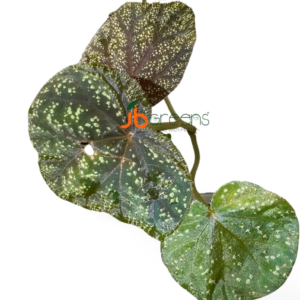 Begonia Tenuifolia