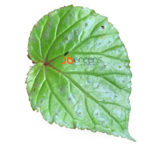 Begonia Sp. Atong