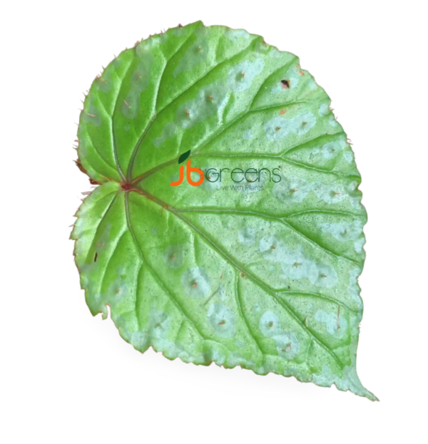 Begonia Sp. Atong
