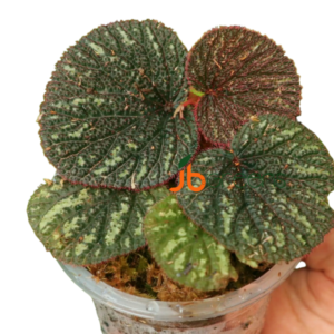 Begonia Sp. Baik Corak