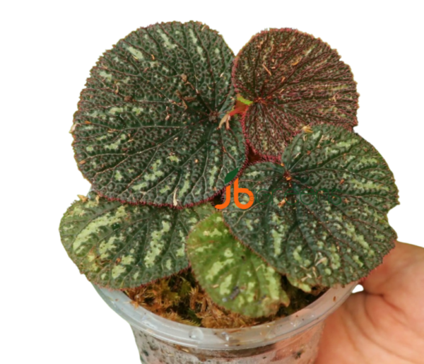 Begonia Sp. Baik Corak
