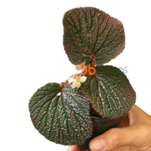 Begonia sp. Baik red