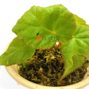 Begonia sp. Green Sumatra
