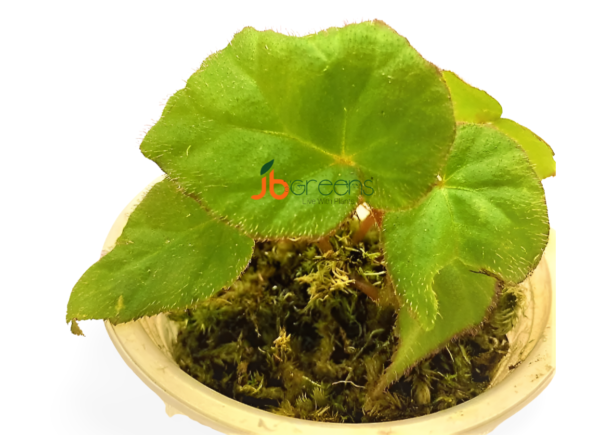 Begonia sp. Green Sumatra